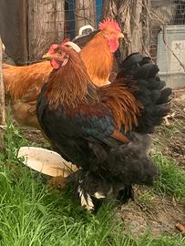 Gallo Brahma