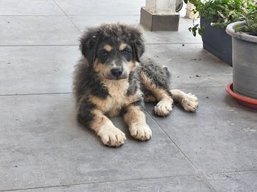 Mastino siciliano