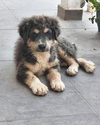 Mastino siciliano