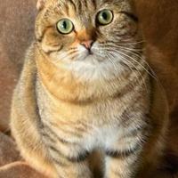 British Shorthair Golden Tabby da sogno
