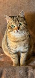 British Shorthair Golden Tabby da sogno