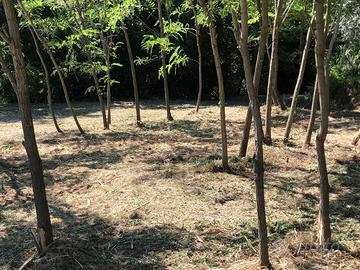Terreno agricolo ex uliveto