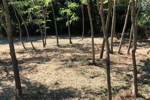 Terreno agricolo ex uliveto