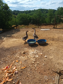 Oche coppia maschio e femmina