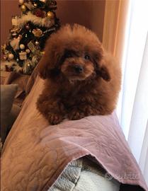 Barboncino femmina mini toy con pedigree Enci