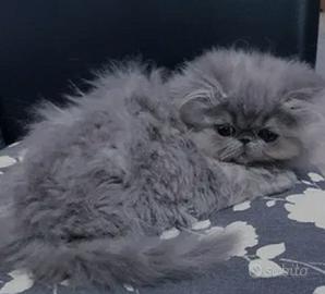 gattino persiano ipertipico blu maschietto 