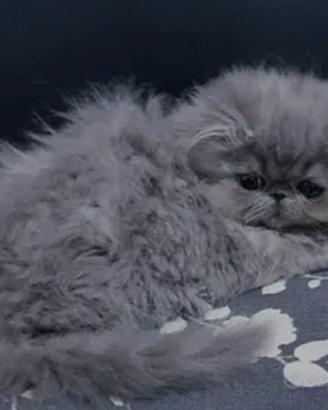 gattino persiano ipertipico blu maschietto 