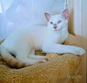 Gattino siamese thai