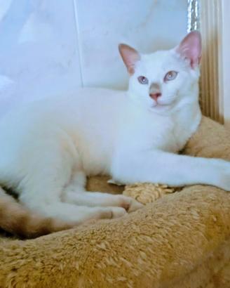 Gattino siamese thai