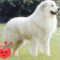 Cuccioli di pastore maremmano abruzzese