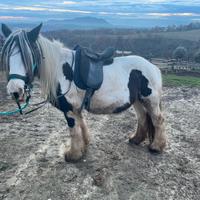 Cavalla Gypsy Vanner