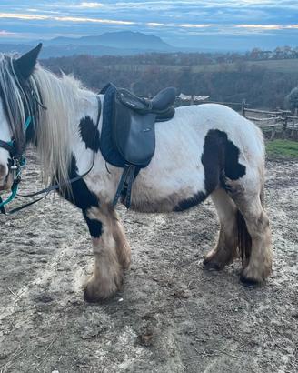 Cavalla Gypsy Vanner
