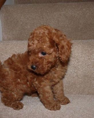 Cucciolata barboncini disponibili maschi