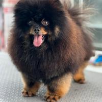 Volpino di Pomerania