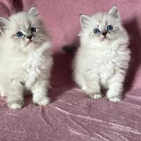 Cuccioli pura razza gatto siberiano