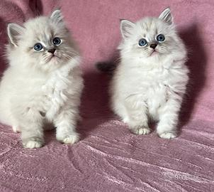 Cuccioli pura razza gatto siberiano