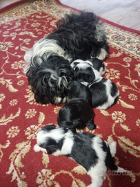 Vendita cucioli shitzu