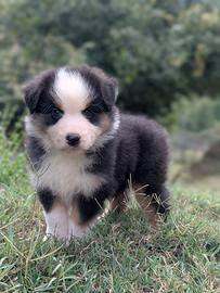 Cuccioli pastore australiano