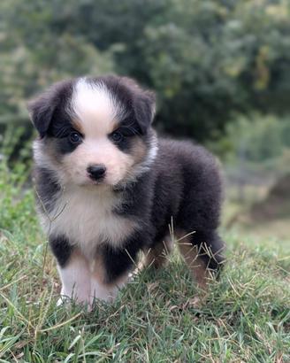 Cuccioli pastore australiano