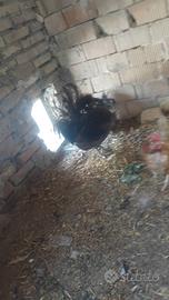 Gallo nero