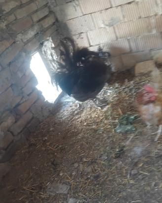 Gallo nero