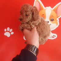 Barboncino toy maschio 350 16 13 774