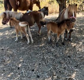 Puledri Mini shetland