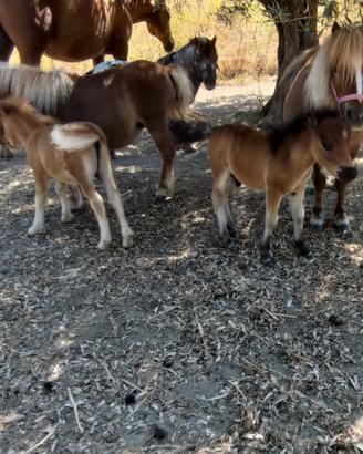 Puledri Mini shetland