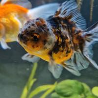 Oranda