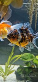 Oranda