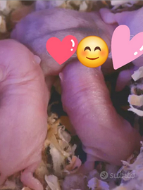 Criceti di campbell puri