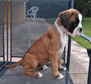 Boxer cuccioli