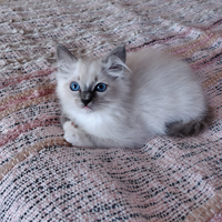 Ragdoll con pedigree