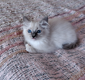 Ragdoll con pedigree
