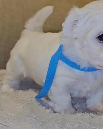 Maltese toy