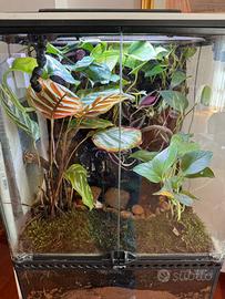 Terrario con Agalychnis Callidryas