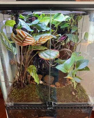 Terrario con Agalychnis Callidryas