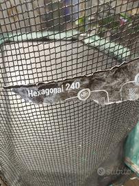 Trampolino decathlon esagonale 240