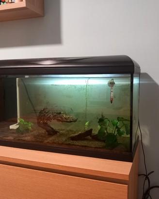 acquario
