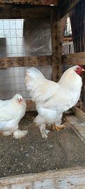 Galline e galli brahma Total White