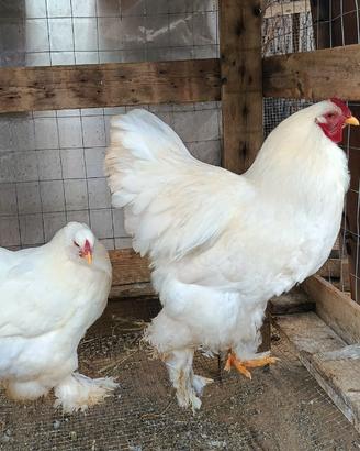 Galline e galli brahma Total White