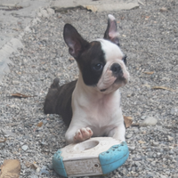 Boston terrier con pedigree