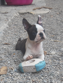 Boston terrier con pedigree