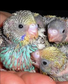 Pulli di cocorite da allevare a mano