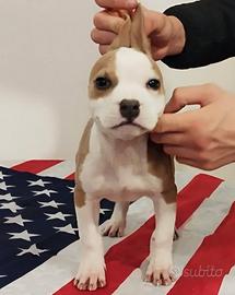 Cucciola di american Pitbull Terrier