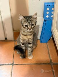 Coppia gattini di 2 mesi e mezzo