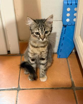 Coppia gattini di 2 mesi e mezzo