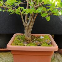 bonsai di olmo campestre 3 