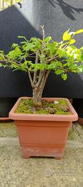 bonsai di olmo campestre 3 