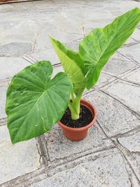 Pianta di alocasia 